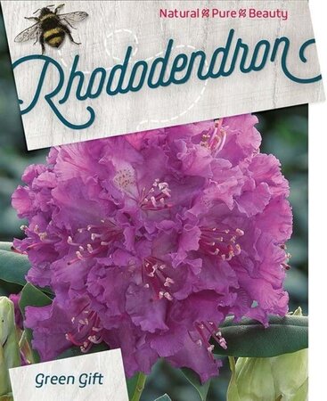 Rhododendron 'Azurro' 60-80 cm cont. 20L - afbeelding 1