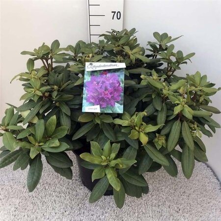 Rhododendron 'Azurro' 60-80 cm cont. 20L - afbeelding 2