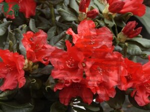 Rhododendron 'Baden-Baden' dwerg ROOD  25-30 cm cont. 3,0L