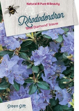 Rhododendron 'Blue Diamond' 30-40 cm cont. 10L