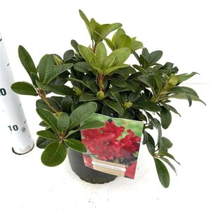 Rhododendron (F) 'Bengal' dwerg ROOD 20-30 cm cont. 3,0L - afbeelding 2