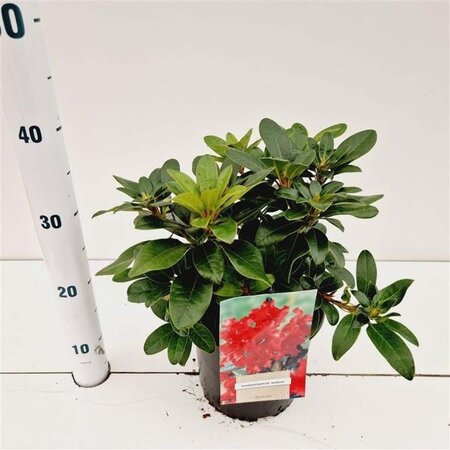 Rhododendron (F) 'Bengal' dwerg ROOD 20-30 cm cont. 3,0L - afbeelding 2