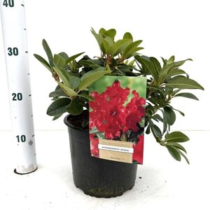 Rhododendron (F) 'Bengal' dwerg ROOD 20-30 cm cont. 3,0L - afbeelding 3