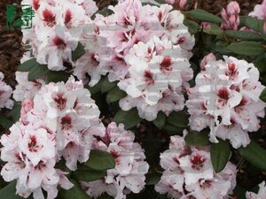 Rhododendron 'Bergensiana' ROZE 30-40 cm cont. 4,0L