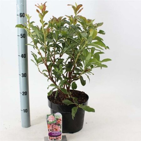 Rhododendron (AK) 'Berryrose' 30-40 cm cont. 5,0L - afbeelding 1