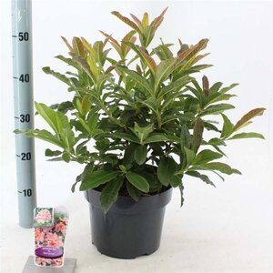 Rhododendron (AK) 'Berryrose' 30-40 cm cont. 5,0L - afbeelding 2