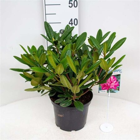 Rhododendron (Y) 'Blurettia' 30 cm cont. 5,0L bol