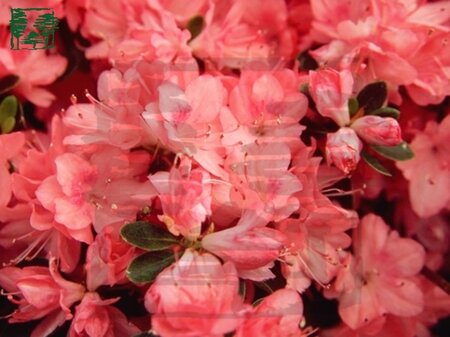 Rhododendron (AJ) 'Blaauw's Pink' ZALM 40-50 cm cont. 10L - afbeelding 1