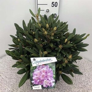 Rhododendron (Y) 'Caroline Allbrook' ROZE 30-40 cm cont. 10L - afbeelding 2