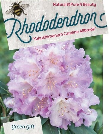 Rhododendron (Y) 'Caroline Allbrook' ROZE 30-40 cm cont. 10L - afbeelding 3