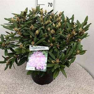 Rhododendron (Y) 'Caroline Allbrook' ROZE 40-50 cm cont. 20L - afbeelding 1