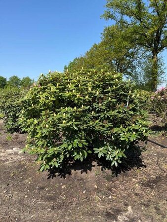 Rhododendron 'Catawb. Boursault' PAARS 150-175 cm RB