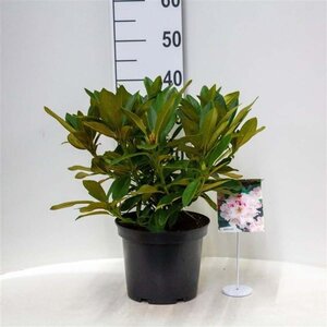 Rhododendron (C) 'Christmas Cheer' 30-40 cm cont. 5,0L