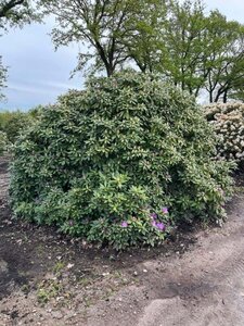 Rhododendron 'Catawbiense Grandiflorum' PAARS 200-225 cm RB - image 2