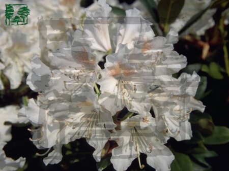 Rhododendron 'Cunningham's White' WIT 40-50 cm cont. 7,5L