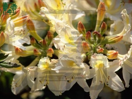 Rhododendron knaphill 'Daviesii' WIT 30-40 cm cont. 5,0L