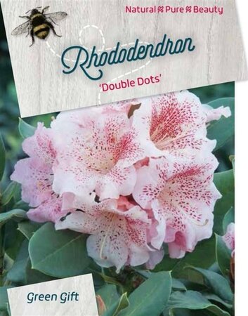 Rhododendron 'Double Dots' WIT 40-50 cm cont. 20L