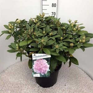 Rhododendron (Y) 'Doc' ROZE 40-50 cm cont. 20L - afbeelding 1