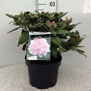 Rhododendron (Y) 'Doc' ROZE 40 cm cont. 10L bol - afbeelding 1