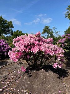 Rhododendron 'Duke of York' 150-175 cm RB