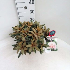 Rhododendron (Y) 'Edelweiss' 30 cm cont. 5,0L bol