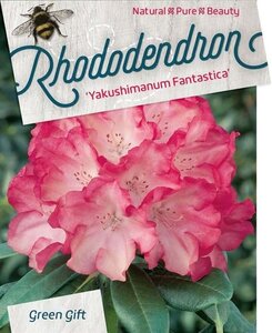 Rhododendron (Y) 'Fantastica' ROZE 60-70 cm cont. 40L