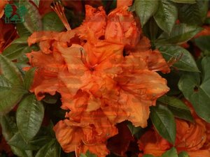 Rhododendron knaphill 'Gibraltar' ORANJE 50-60 cm cont. 10L - afbeelding 1