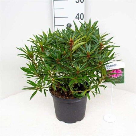 Rhododendron ponticum 'Graziella' ROZE 30-40 cm cont. 5,0L - afbeelding 4