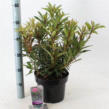 Rhododendron ponticum 'Graziella' ROZE 30-40 cm cont. 5,0L - afbeelding 2