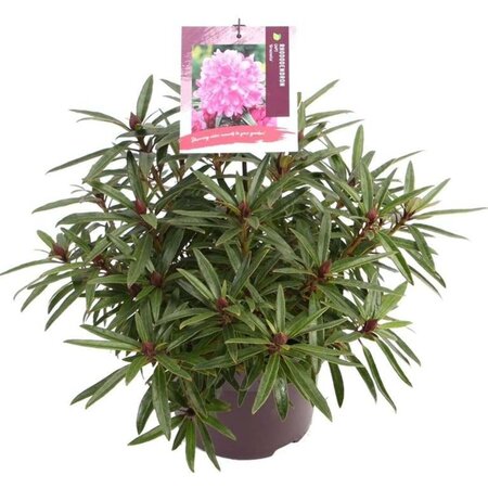 Rhododendron ponticum 'Graziella' ROZE 30-40 cm cont. 5,0L - afbeelding 5