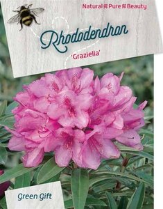 Rhododendron ponticum 'Graziella' ROZE 50-60 cm cont. 20L - afbeelding 2