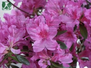 Rhododendron (AJ) 'Herbert' PAARS 80-90 cm met kluit