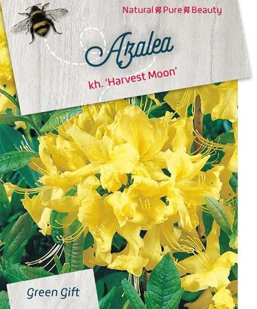 Rhododendron knaphill 'Harvest Moon' GEEL 60-80 cm cont. 20L