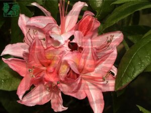 Rhododendron knaphill 'Jolie Madame' ROZE 30-40 cm cont. 5,0L - afbeelding 1