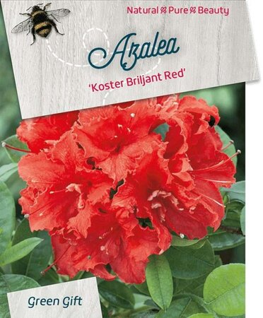 Rhododendron knaphill 'Koster's  Brilliant Red' ROOD 50-60 cm cont. 10L