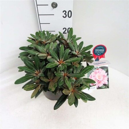 Rhododendron (Y) 'Koichiro Wada' 30 cm cont. 5,0L bol