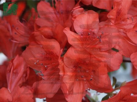 Rhododendron (AJ) 'Lysande' ORANJE 60-70 cm met kluit