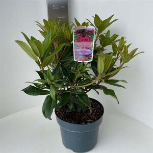 Rhododendron 'Marie Forte' ROOD 30-40 cm cont. 5,0L