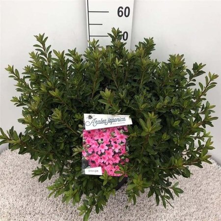 Rhododendron (AJ) 'Madame van Hecke' ROZE 40-50 cm cont. 10L - afbeelding 2