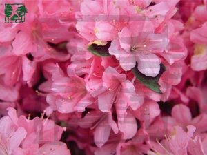 Rhododendron (AJ) 'Madame van Hecke' ROZE 40-50 cm cont. 5,0L