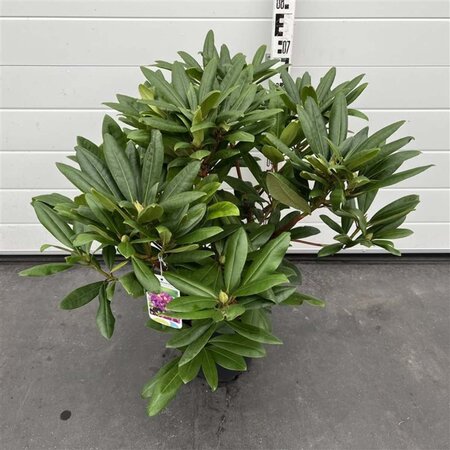 Rhododendron 'Marcel Menard' PAARS 40-50 cm cont. 7,5L - afbeelding 6