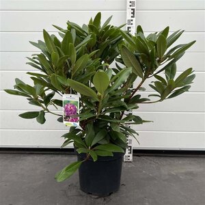 Rhododendron 'Marcel Menard' PAARS 40-50 cm cont. 7,5L - afbeelding 7