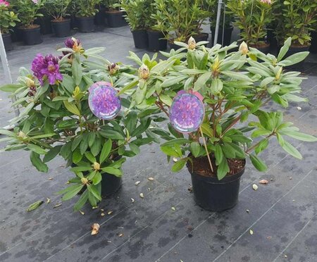 Rhododendron 'Marcel Menard' PAARS 40-50 cm cont. 7,5L - afbeelding 2