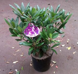 Rhododendron 'Marcel Menard' PAARS 40-50 cm cont. 7,5L - afbeelding 3