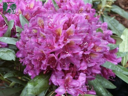 Rhododendron 'Marcel Menard' PAARS 40-50 cm cont. 7,5L - afbeelding 1