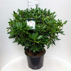 Rhododendron 'Marcel Menard' PAARS 50-60 cm cont. 10L - afbeelding 2