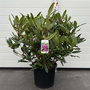 Rhododendron 'Marcel Menard' PAARS 50-60 cm cont. 15L - afbeelding 4