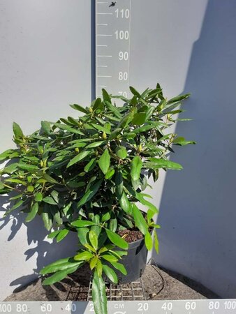 Rhododendron 'Marcel Menard' PAARS 60-80 cm cont. 20L - afbeelding 3