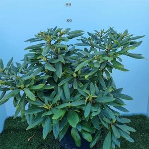 Rhododendron 'Marcel Menard' PAARS 60-80 cm cont. 20L - afbeelding 8