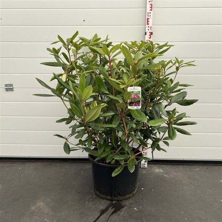 Rhododendron 'Marcel Menard' PAARS 60-80 cm cont. 20L - afbeelding 4